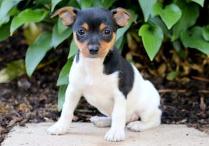 foxy russell puppies for sale