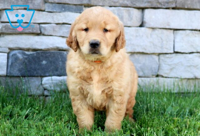 Frankie Golden Retriever 1-001