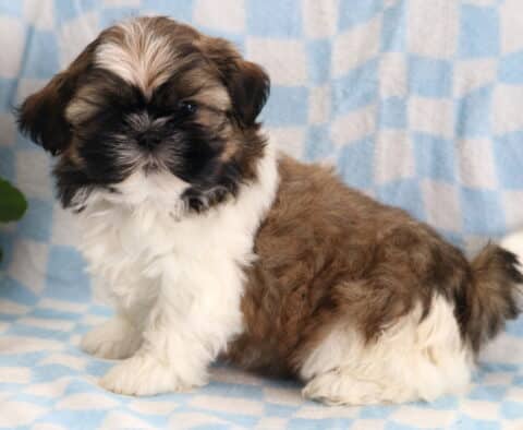Frankie Shih Tzu