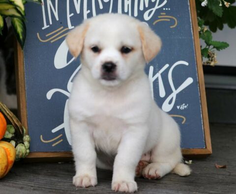Franklin Pekingese