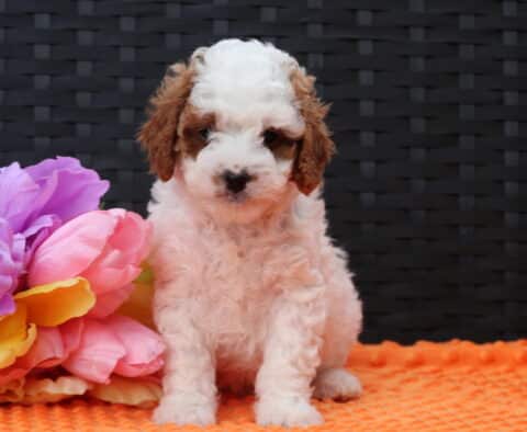 Franky Cavapoo