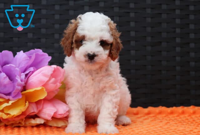 Franky Cavapoo image