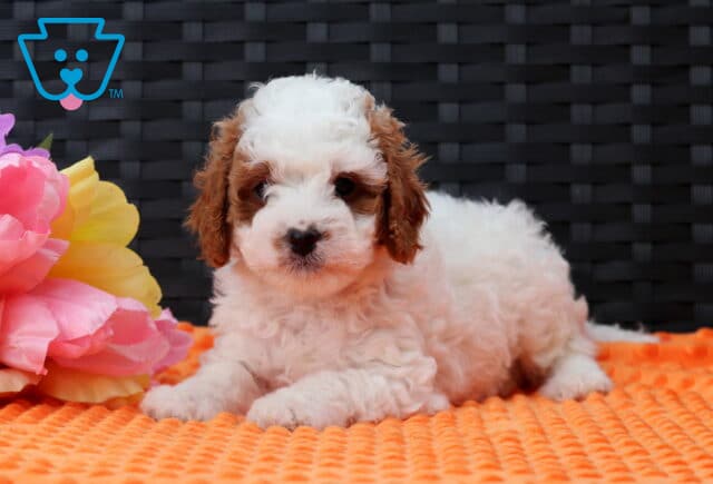 Franky Cavapoo2 image