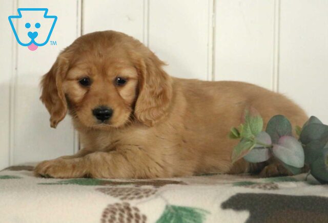 Freddie Mini Golden image