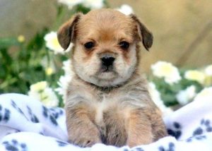 french bulldog mix puppies for sale