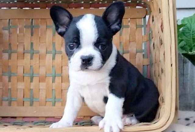 frenchton puppies for sale