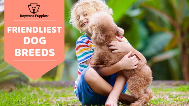 Top 10 Friendliest Dog Breeds