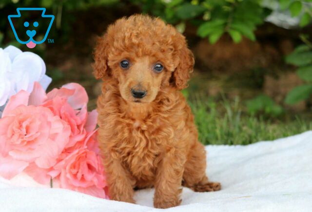 Friendly Mini Poodle