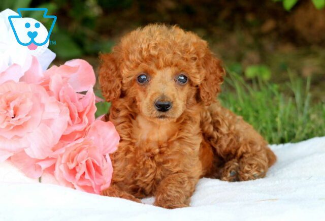 Friendly Mini Poodle2