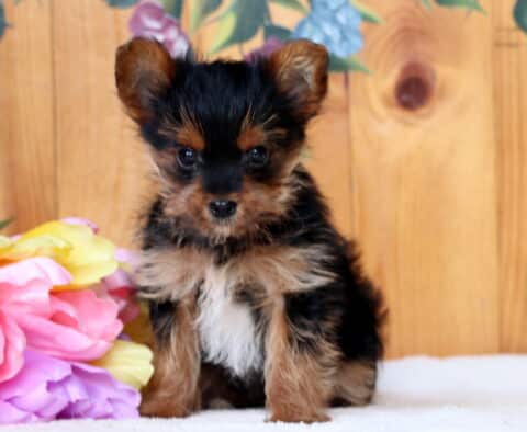 Friendly Yorkie