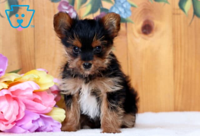 Friendly Yorkie image
