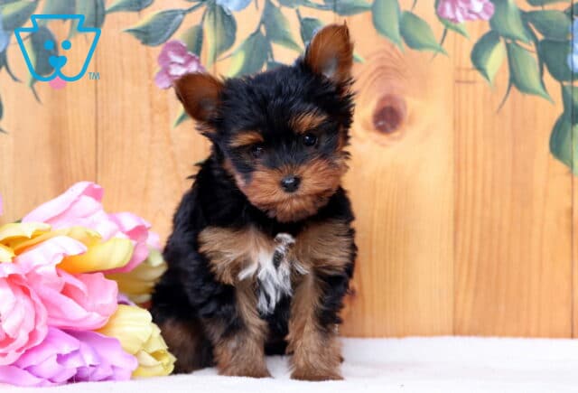 Frisky Yorkie image