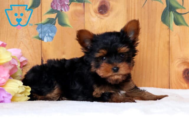 Frisky Yorkie2 image