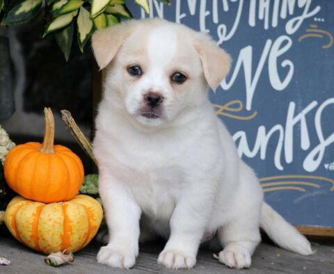 Froggy Pekingese