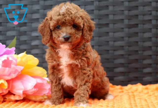 Fudge Cavapoo image