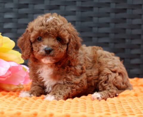 Fudge Cavapoo2