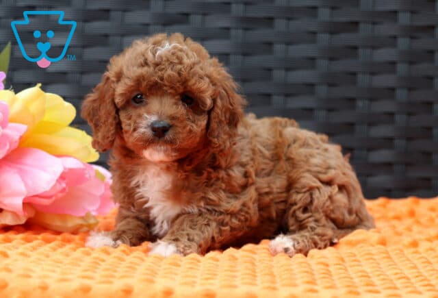 Fudge Cavapoo2 image