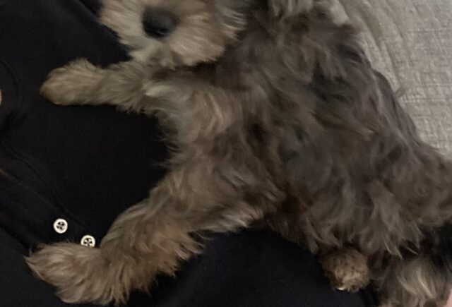 Yorkie poo