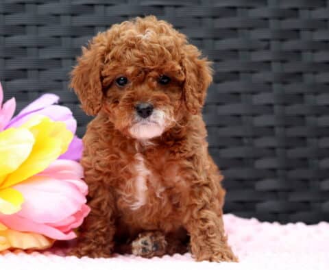 Furby Cavapoo