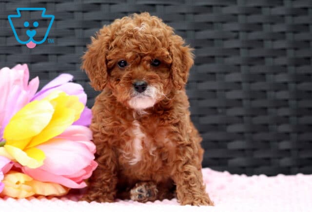 Furby Cavapoo image