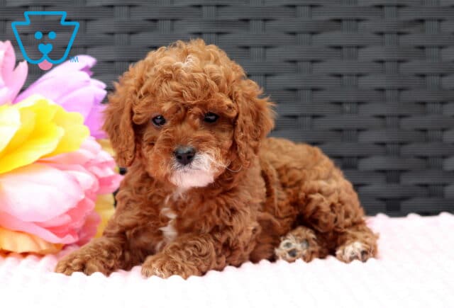 Furby Cavapoo2 image