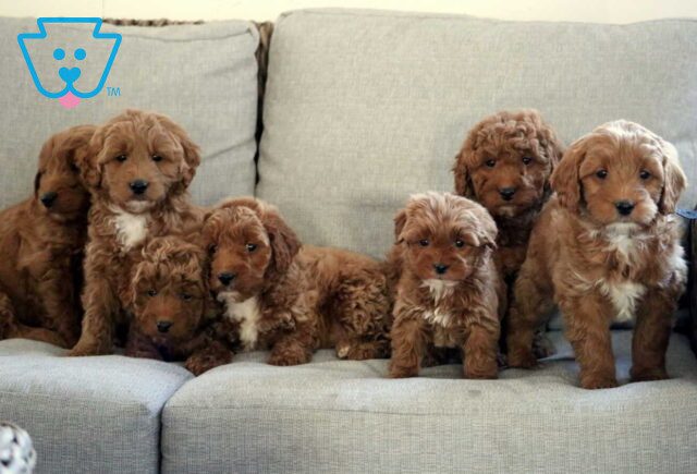 G Litter Mini Goldendoodle Group image