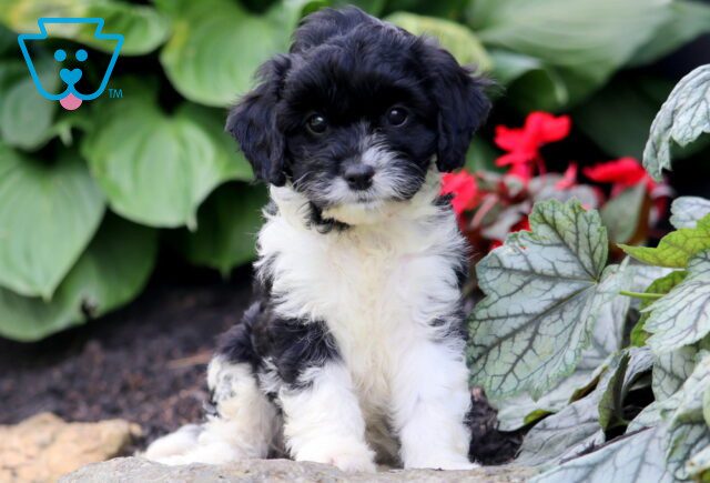 Gabby Cavapoo 1-001