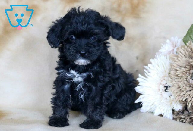 Gabby Mini Bernedoodle image