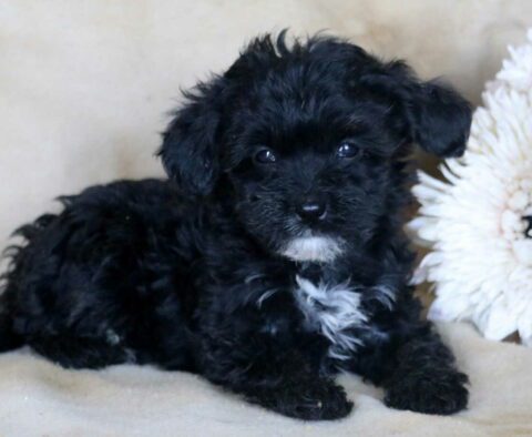 Gabby Mini Bernedoodle2