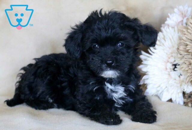 Gabby Mini Bernedoodle2 image