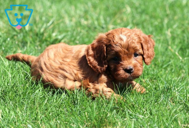 Garry Cavapoo image