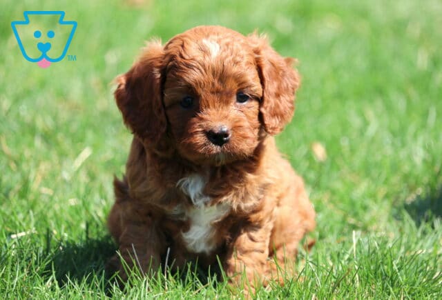Garry Cavapoo2 image