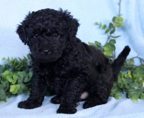 Gaven Mini Labradoodle