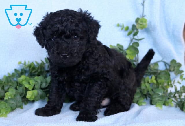 Gaven Mini Labradoodle image