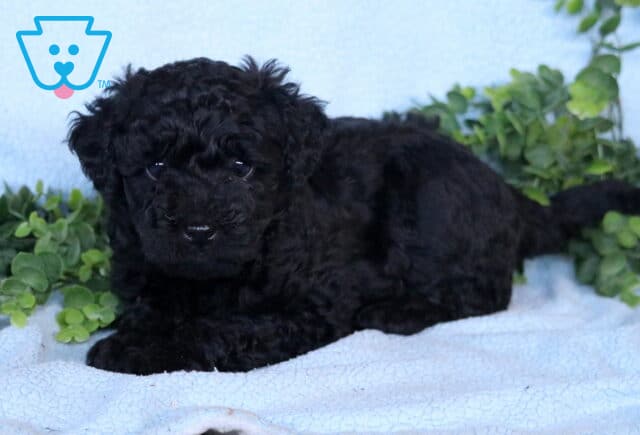 Gaven Mini Labradoodle2 image