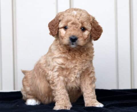 George Goldendoodle