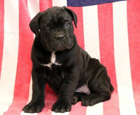 Georgia Cane Corso