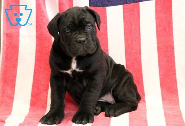 Georgia Cane Corso image