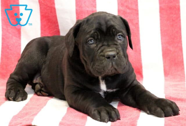 Georgia Cane Corso2 image