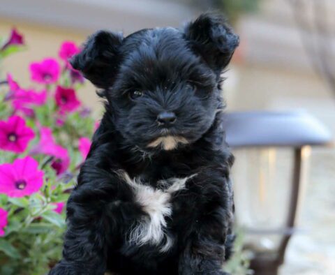 Georgie Yorkiepoo2
