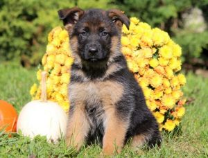 German Shepherd Puppies for Sale