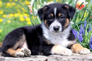 german shepherd mix puppies for sale