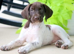 german shorthaired pointer puppies for sale