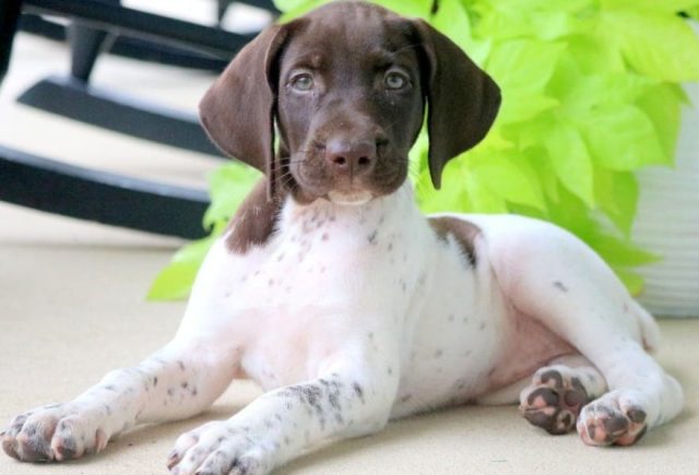 german shorthaired pointer puppies for sale
