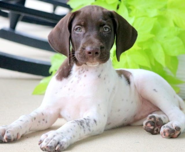 german shorthaired pointer puppies for sale