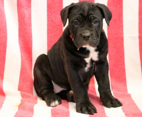 Gia Cane Corso