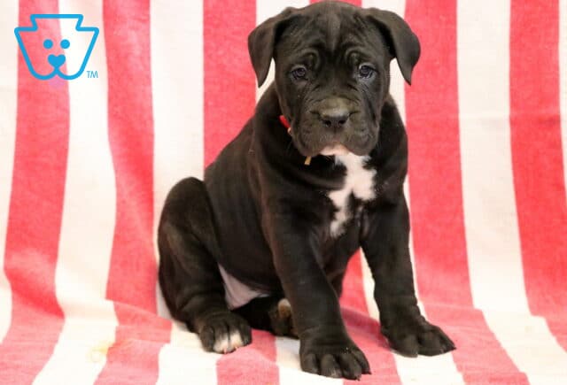 Gia Cane Corso image