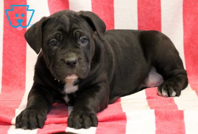 Gia Cane Corso2 image