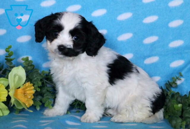 Giggles Australian Shepherd Mix