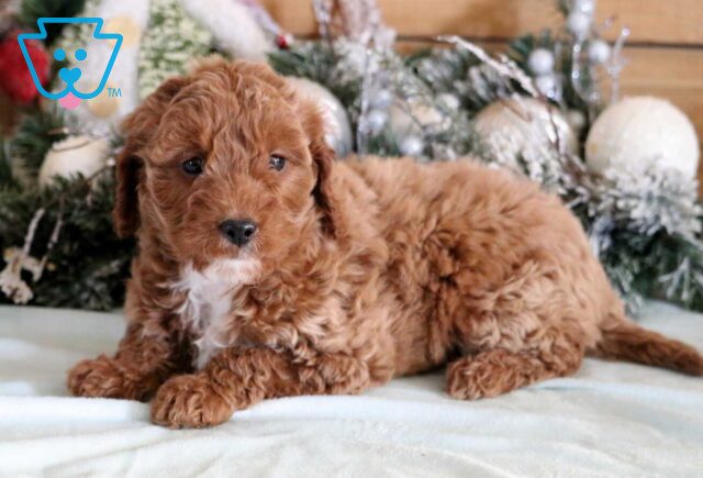 Giggles Mini Goldendoodle image